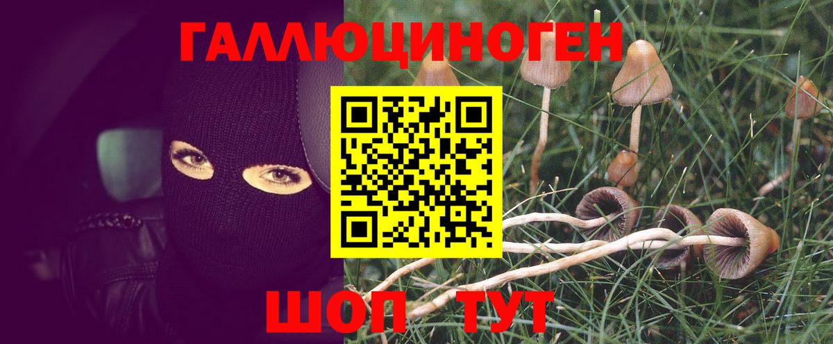 Узловая  Галлюциногенные грибы Psilocybine cubensis  Вход с VPN 
